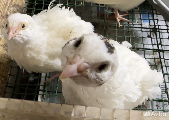 Яйца перепелиные инкубационные