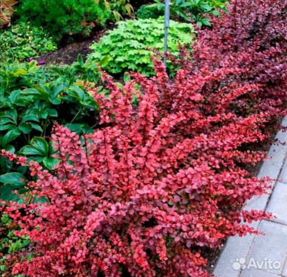 Барбарис, Барбарис Тунберга Golden Ring (Голден)