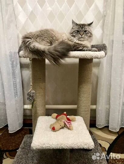 Комплекс когтеточек с лежанкой для кошки/кота