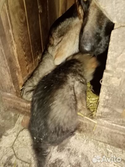 Немецкая овчарка