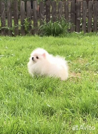 Белый мальчик micro