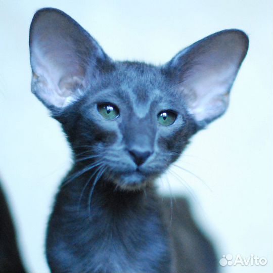 Ориентальный котенок голубого окраса