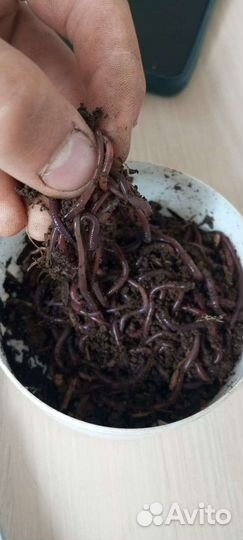 Червь речной