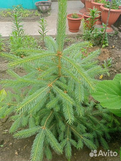 Ель голубая