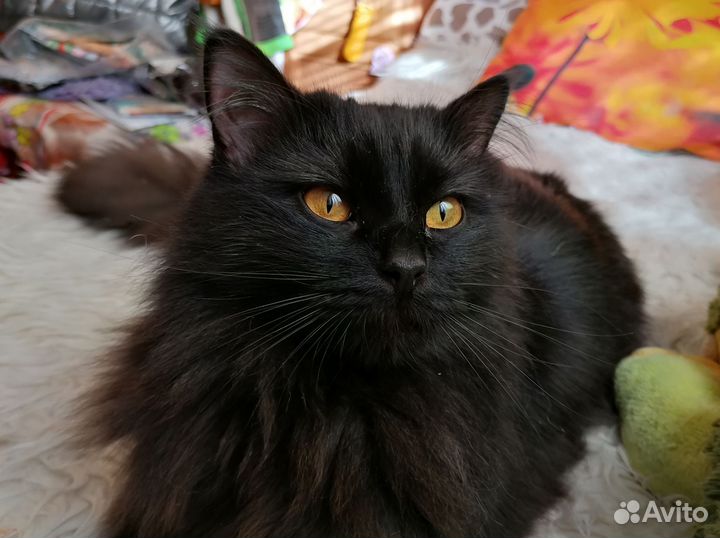 Кот Елисей