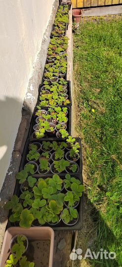 Рассада клубники