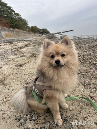 Немецкий шпиц вязка мальчик