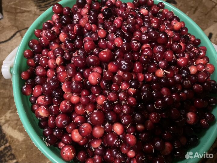 Клюква свежая