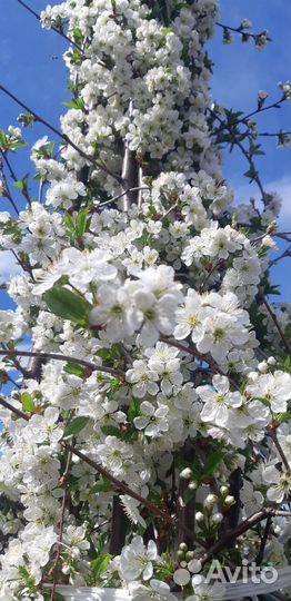 Саженцы груши для Сибири 2-5лет