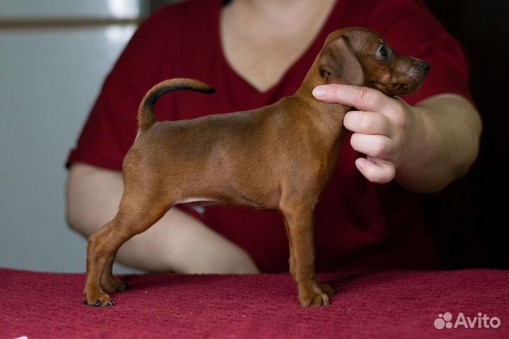 Щенки цвергпинчера