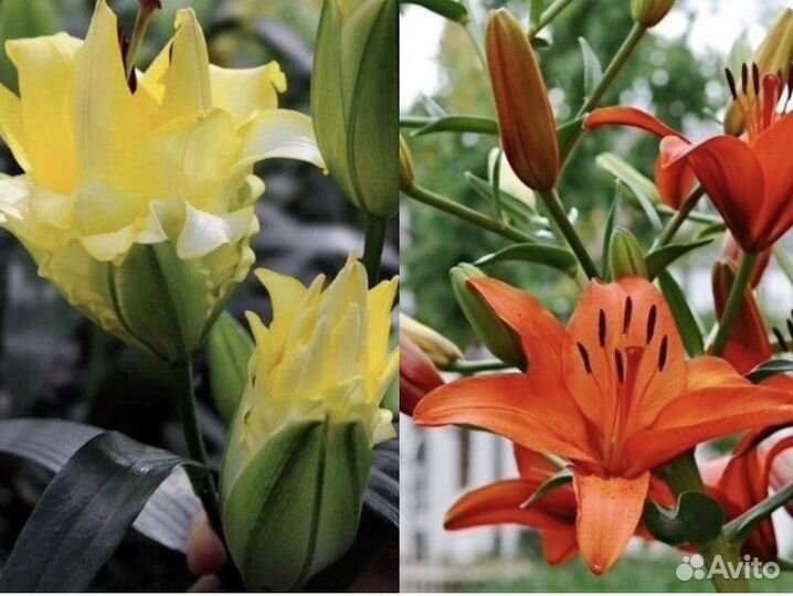 Лилии, розы