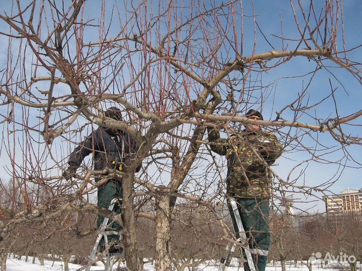 Обрезка плодовых деревьев