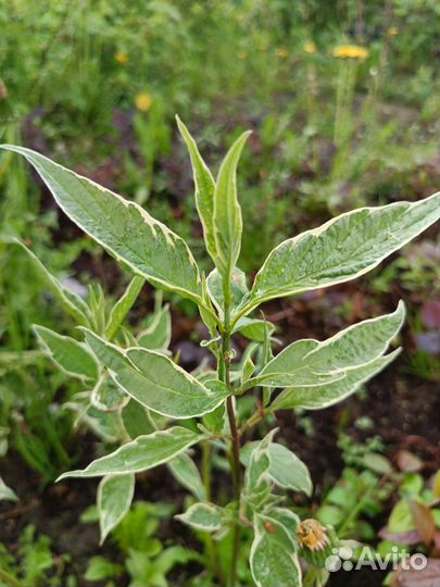 Декоративные кустарники