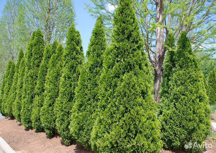 Туя Колумна