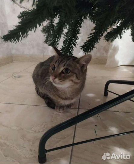 Кошечки ищут дом