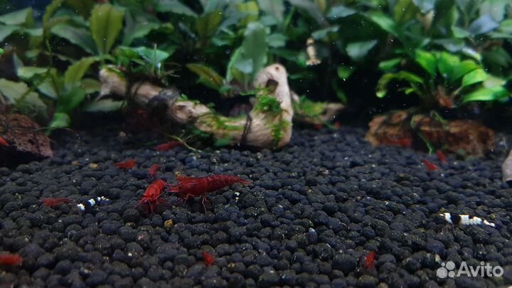 Аквариумные Креветки Caridina,Neocaridina