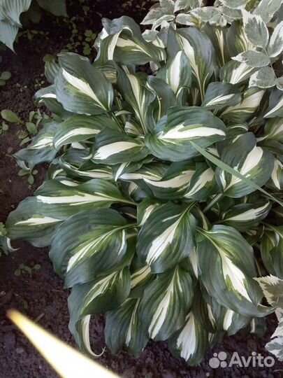 Хоста растение