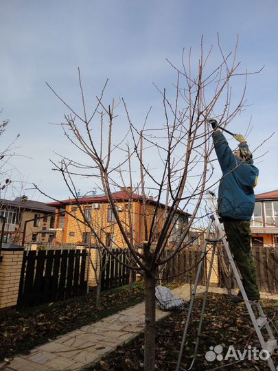 Обрезка плодовых деревьев винограда ипр Г