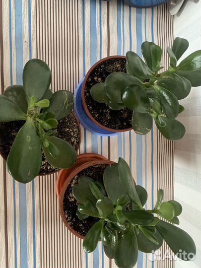 Толстянка денежное дерево