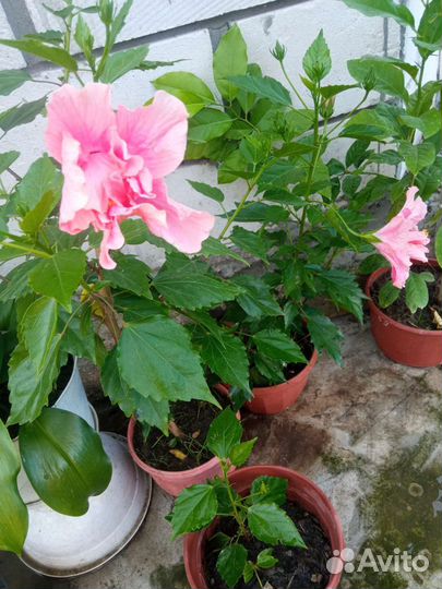 Гибискус комнатный