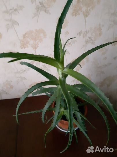 Цветок алоэ 2 года