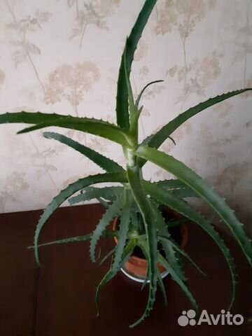 Цветок алоэ 2 года