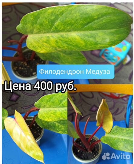 Филодендрон Медуза