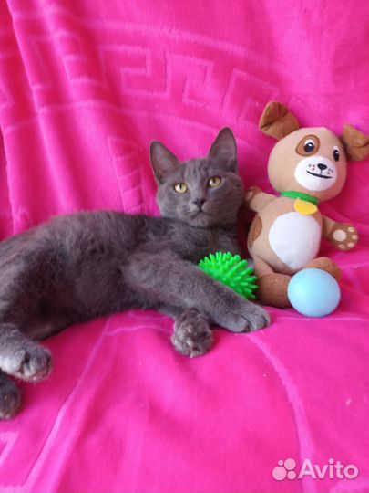 Котенок мальчик