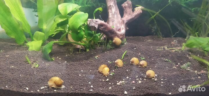 Улитки ампулярии