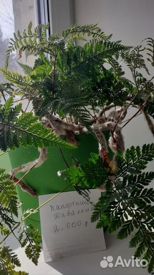 Папоротник даваллия