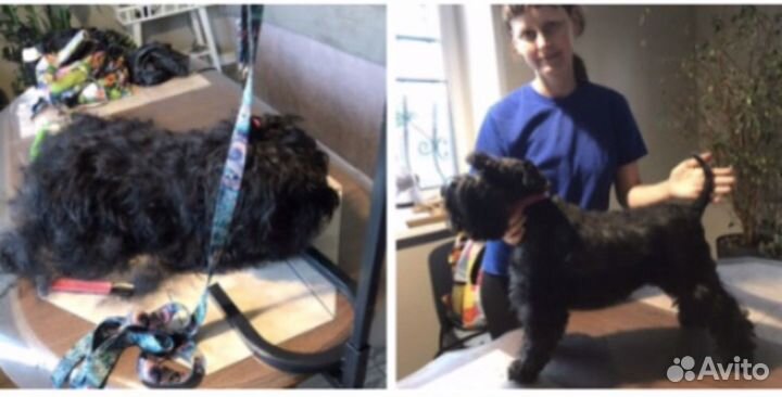 Стрижка, тримминг собак с выездом, либо у меня