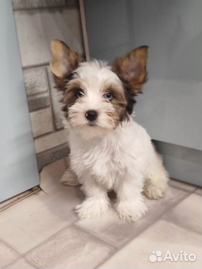 Йоркширский терьер