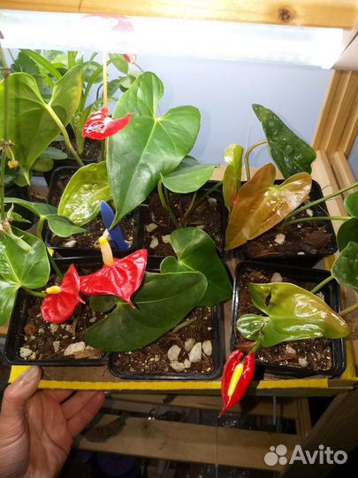 Комнатные цветы