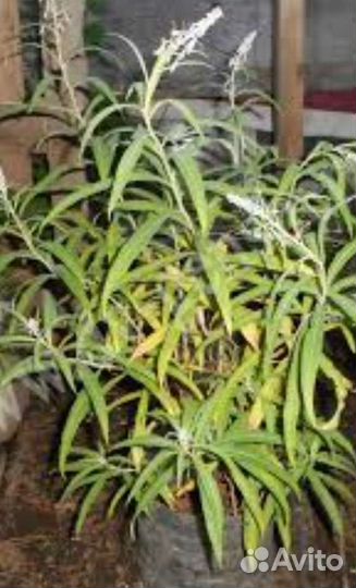 Иван Чай Саженцы с корнями