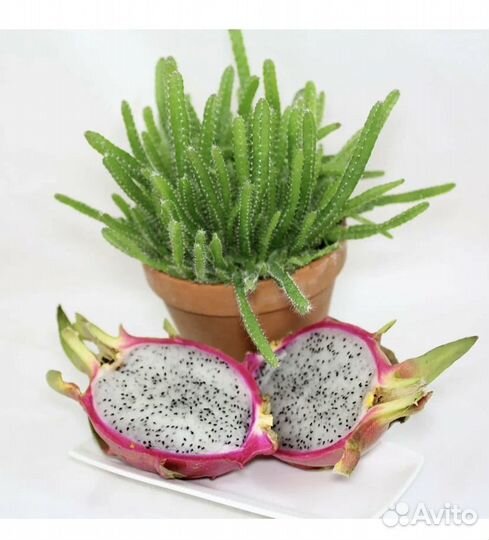 Комнатные растения цветы