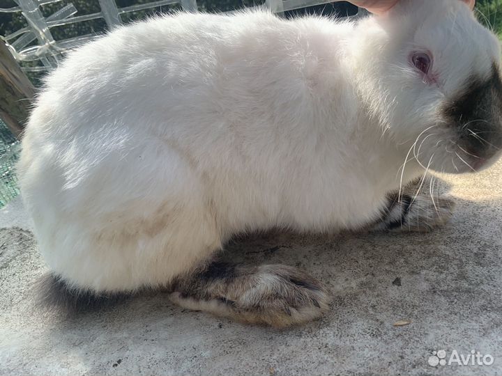 Калифорнийские кролики