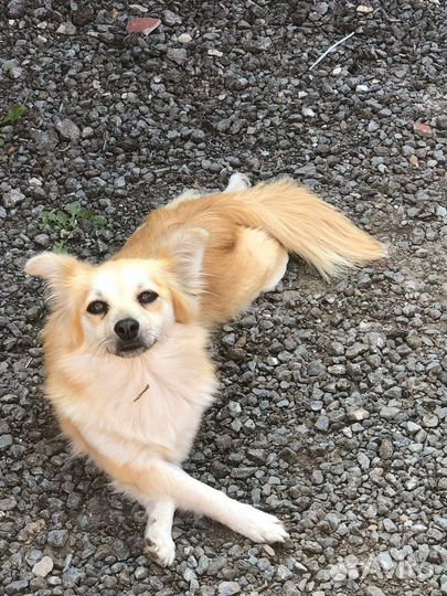 Потерялась собака