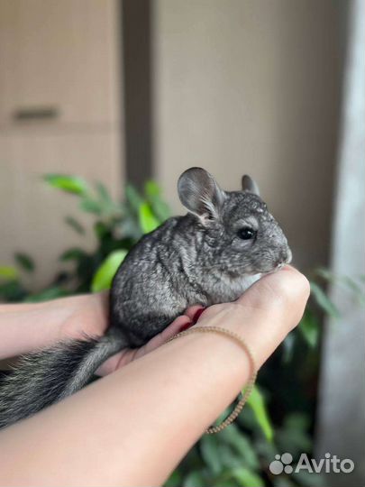 Шиншилла
