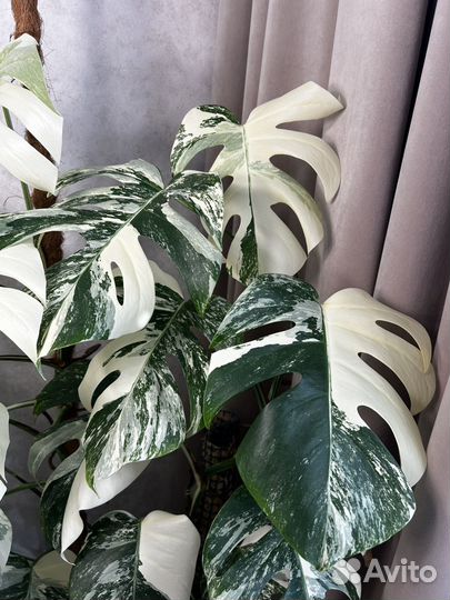 Монстера альба