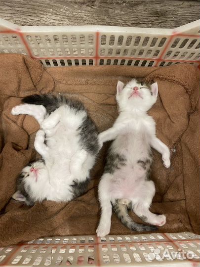 Отдам в добрые руки котят