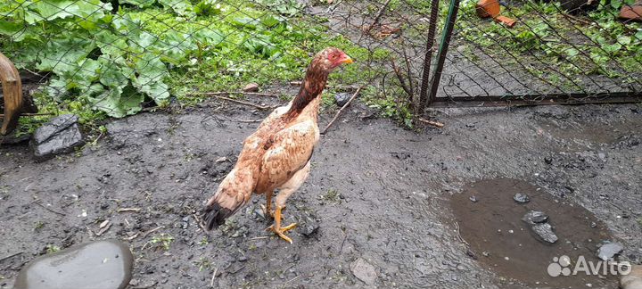 Бойцовая курица