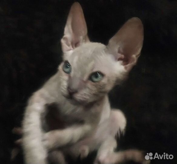 Канадский сфинкс котенок мальчик войлок