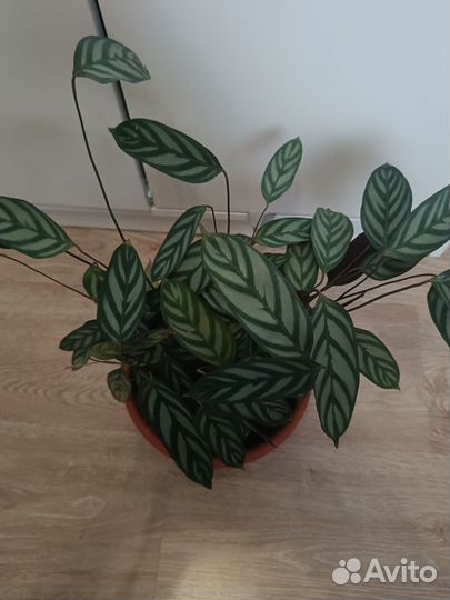 Калатея ктенанта