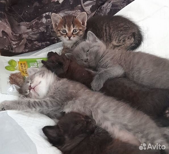 Котята в добрые руки