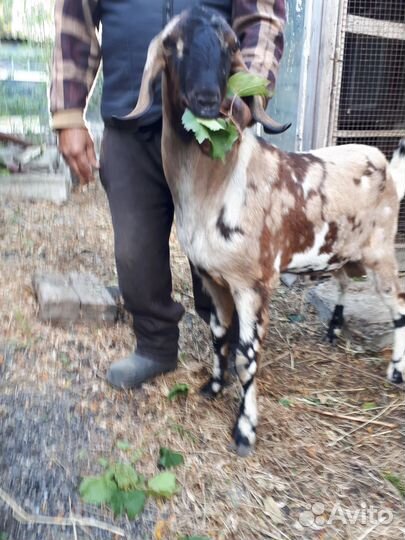 Нубийский козлик.случка