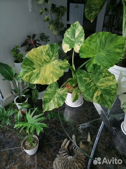 Алоказия Гагеана Ауреа (вариегатная)