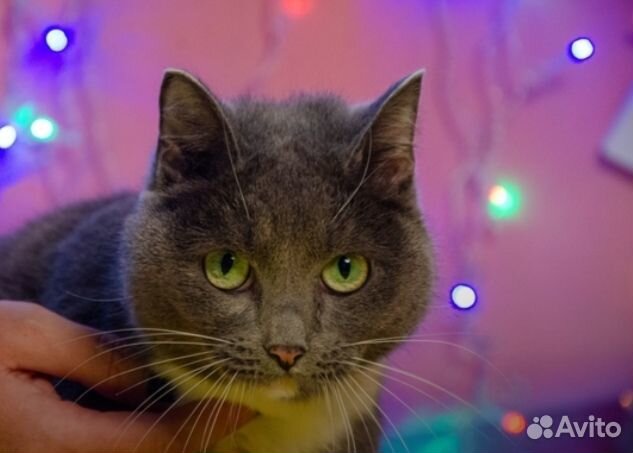 Кошка на окошке