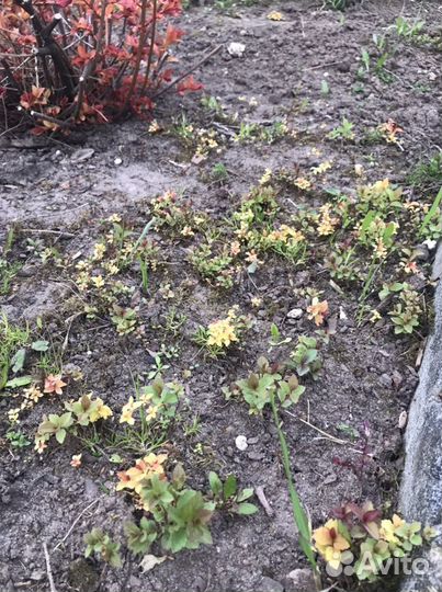 Спирея жасмин