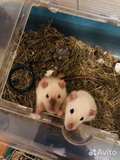 Крысята сиамские дамбо классика