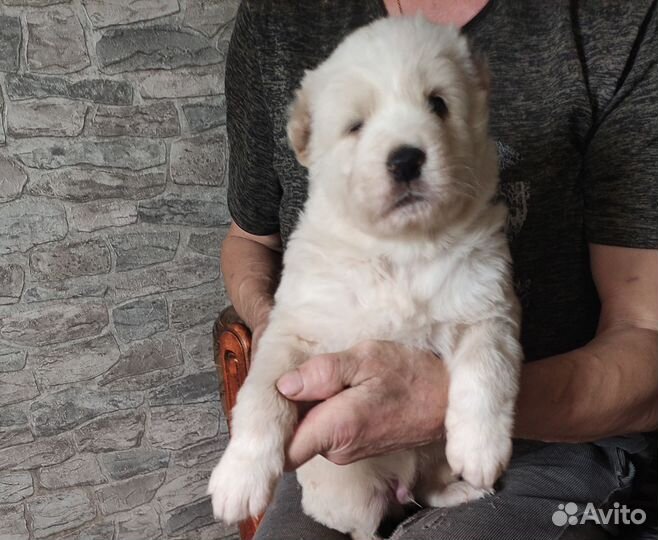 Щенки алабая